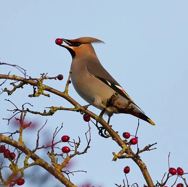 Птицы с хохолком на голове фото File:Cynffon Sidan Bombycilla garrulus.jpg - Wikimedia Commons