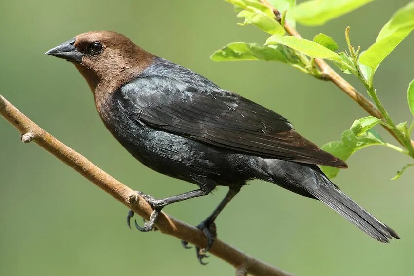 Птицы с коричневыми крыльями фото Brown-headed Cowbird - subtropical North America Bird life list, Birds, Animal c