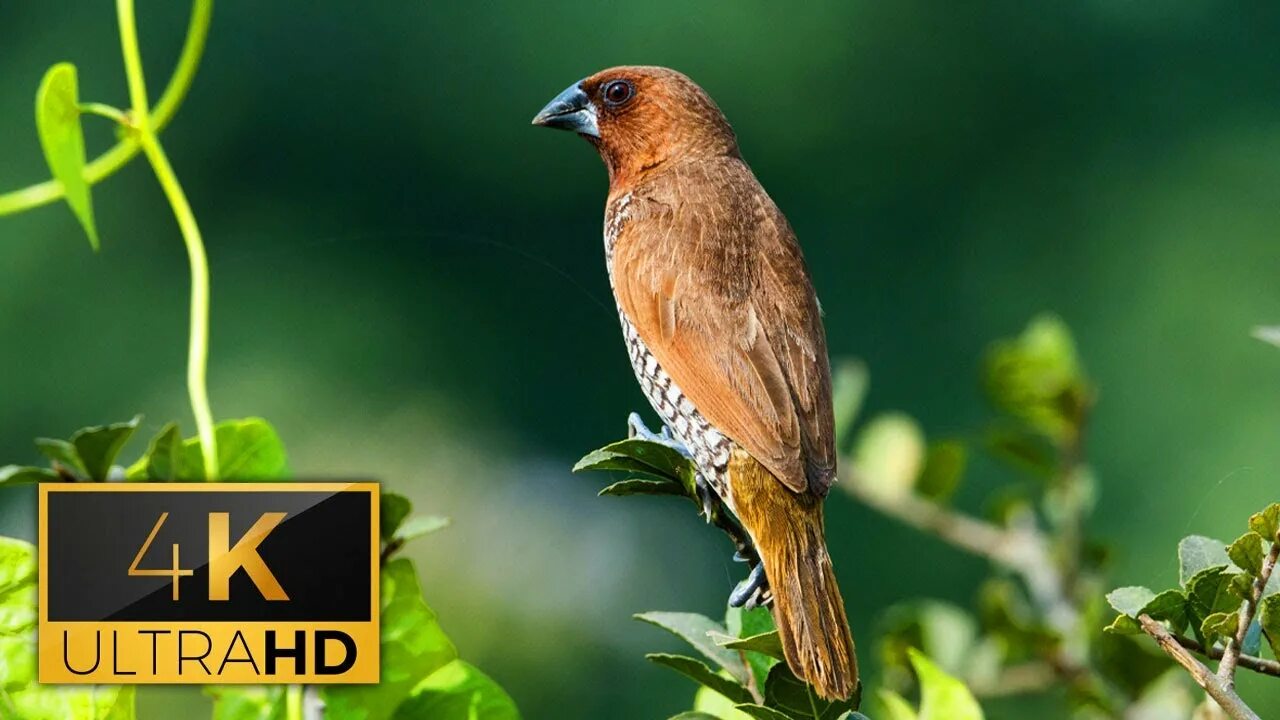 Птицы с коричневыми крыльями фото Beautiful Birds Chirping & Singing Bird Song Help When Studying Deep Sleeping Mu