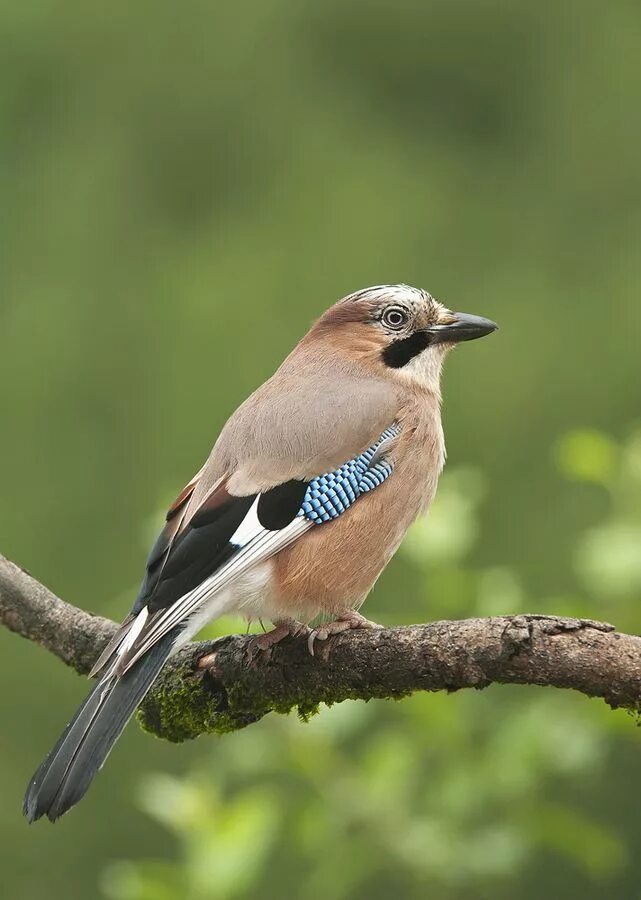 Птицы с коричневыми крыльями фото What kind of bird is this? I designed a shirt with those colors (the blue stripe