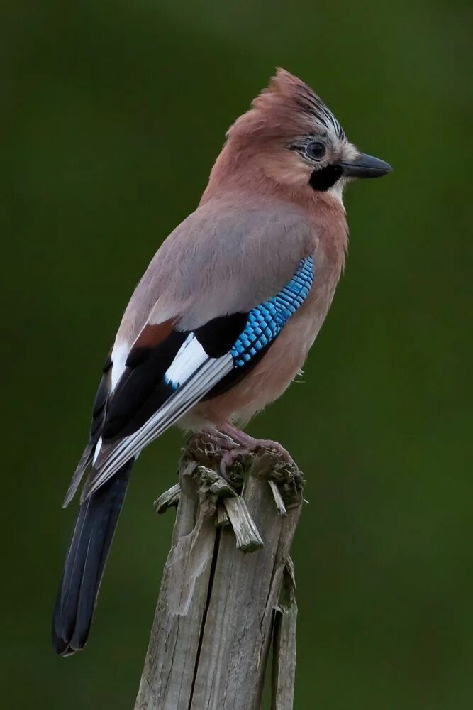 Птицы с коричневыми крыльями фото Eurasian Jay - Garrulus Glandarius Pet birds, Beautiful birds, Wild birds