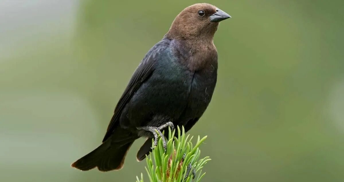 Птицы с коричневыми крыльями фото Brown-headed Cowbird photos and videos, All About Birds, Cornell Lab of Ornithol