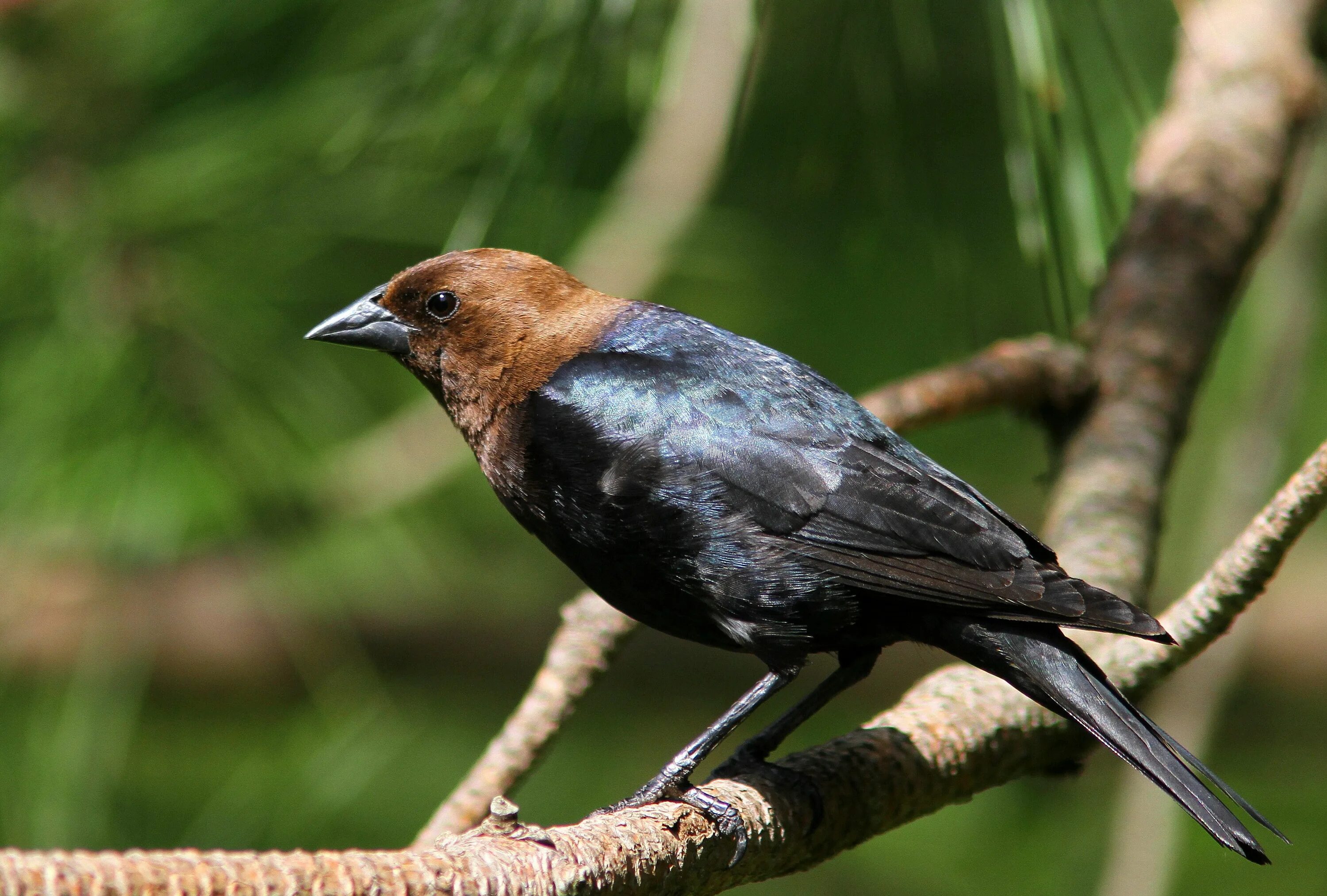 Птицы с коричневыми крыльями фото Brown-headed Cowbird - subtropical North America 犬, 鳥