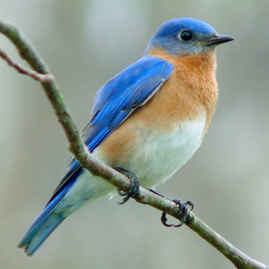 Птицы с синей грудкой фото Файл:Eastern Bluebird-27527-2.jpg - Википедия