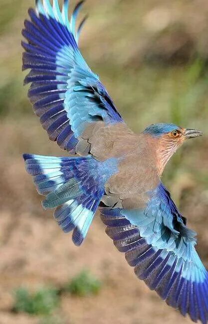 Птицы с синими крыльями фото Nature's artistry - Indian Roller bird Beautiful birds, Exotic birds, Indian rol