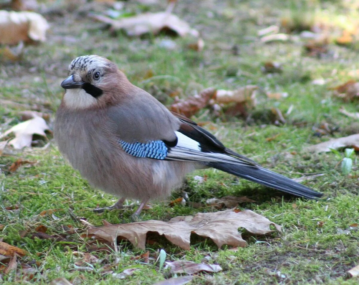 Птицы с синими крыльями фото File:Garrulus glandarius -Eurasian Jay on lawn.jpg - Wikipedia