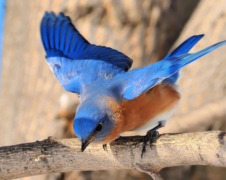 Птицы с синими крыльями фото Bluebird There are three species of these colorful North American birds. Eastern