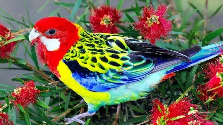 Птицы с ярким оперением фото Colorful birds (HD1080p) Beautiful bird wallpaper, Beautiful birds, Bird picture