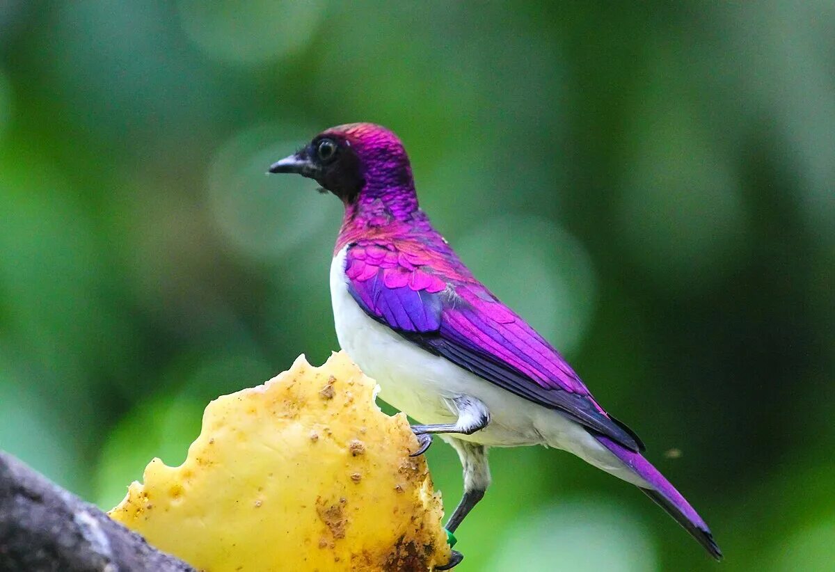 Птицы с ярким оперением фото File:Violet-backed Starling @ Jurong Bird Park (16076119646).jpg - Wikimedia Com