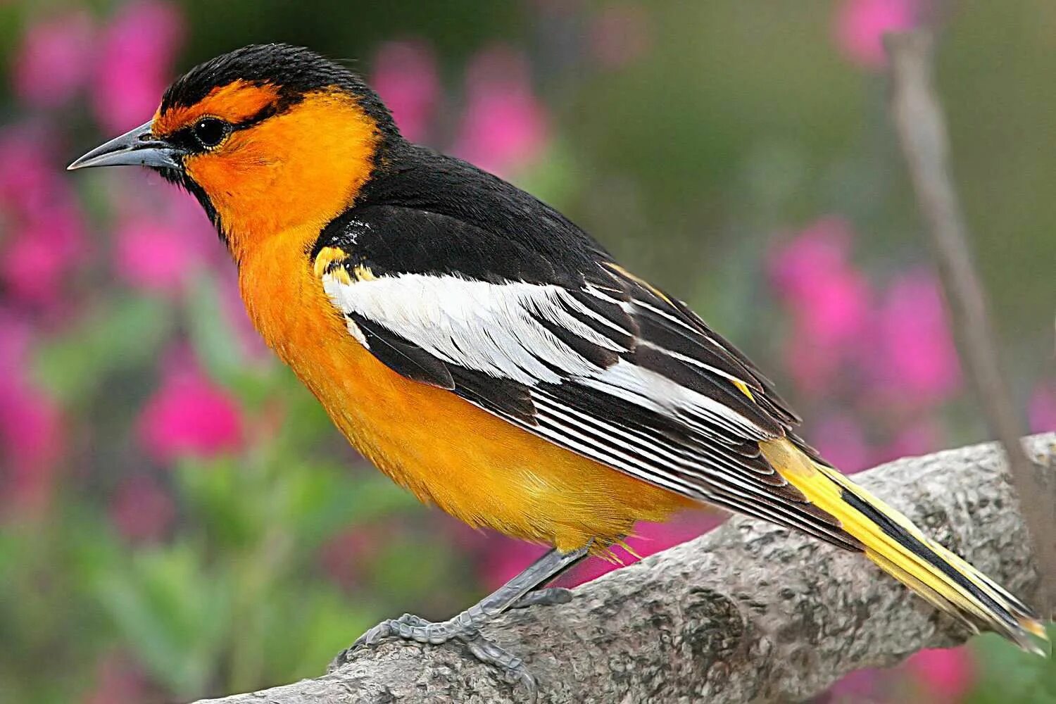 Птицы с ярким оперением фото Birds With Orange Plumage Around the World Black and white birds, Birds, Orange 