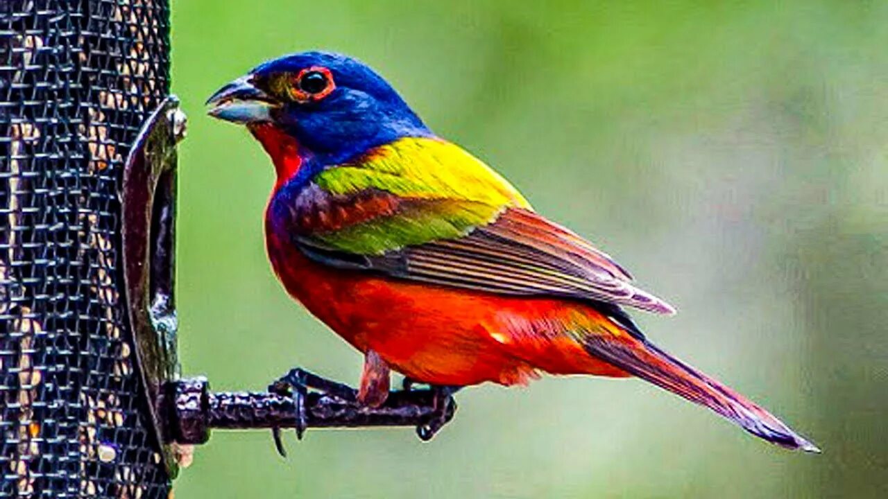 Птицы с ярким оперением фото Meet Painted Bunting, The Most Colorful Bird Native To The United States - YouTu