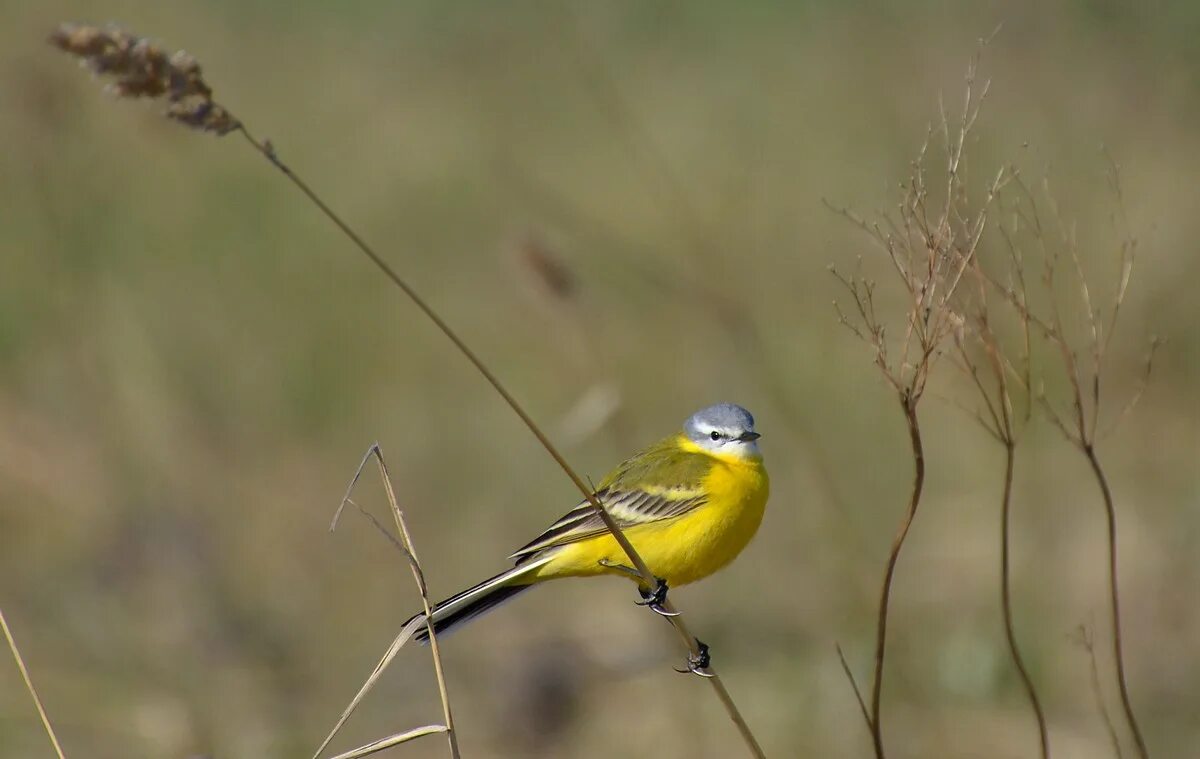 Птицы с желтым брюшком фото Yellow Wagtail (Motacilla flava). Birds of Siberia.