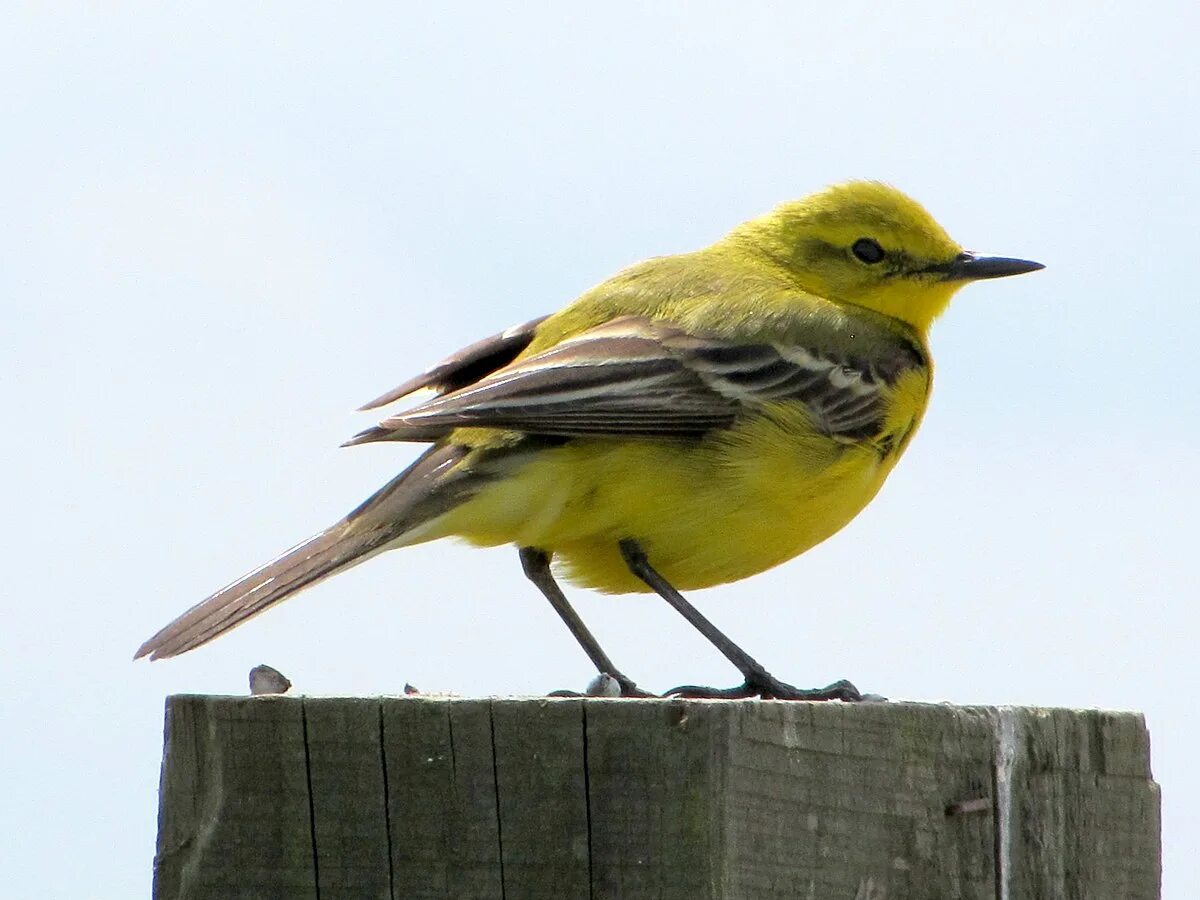 Птицы с желтым брюшком фото Plik:Motacilla flava flavissima, male, Wallasea Island, Essex.jpg - Wikipedia, w