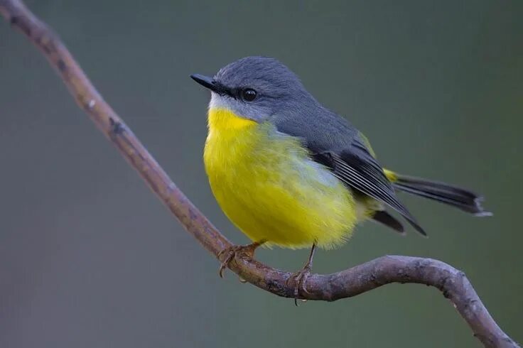 Птицы с желтым брюшком фото Eastern Yellow Robin Pet birds, Australian birds, Robin