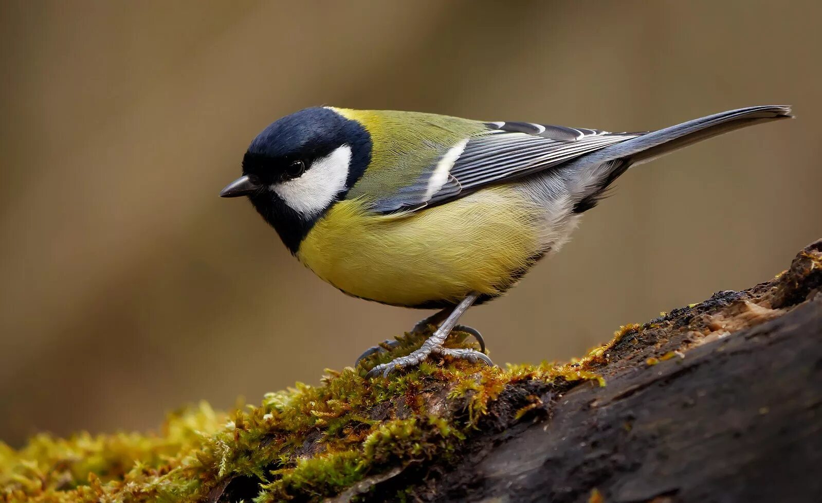 Птицы с желтым брюшком фото File:Great tit (Parus major), Parc du Rouge-Cloitre, Forêt de Soignes, Brussels 