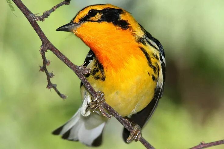 Птицы с желтым брюшком фото Birds With Orange Plumage Around the World Beautiful birds, Pretty birds, Bird