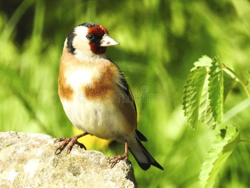 Птицы садов фото Bird, Fauna, Finch, Beak Picture. Image: 115805803