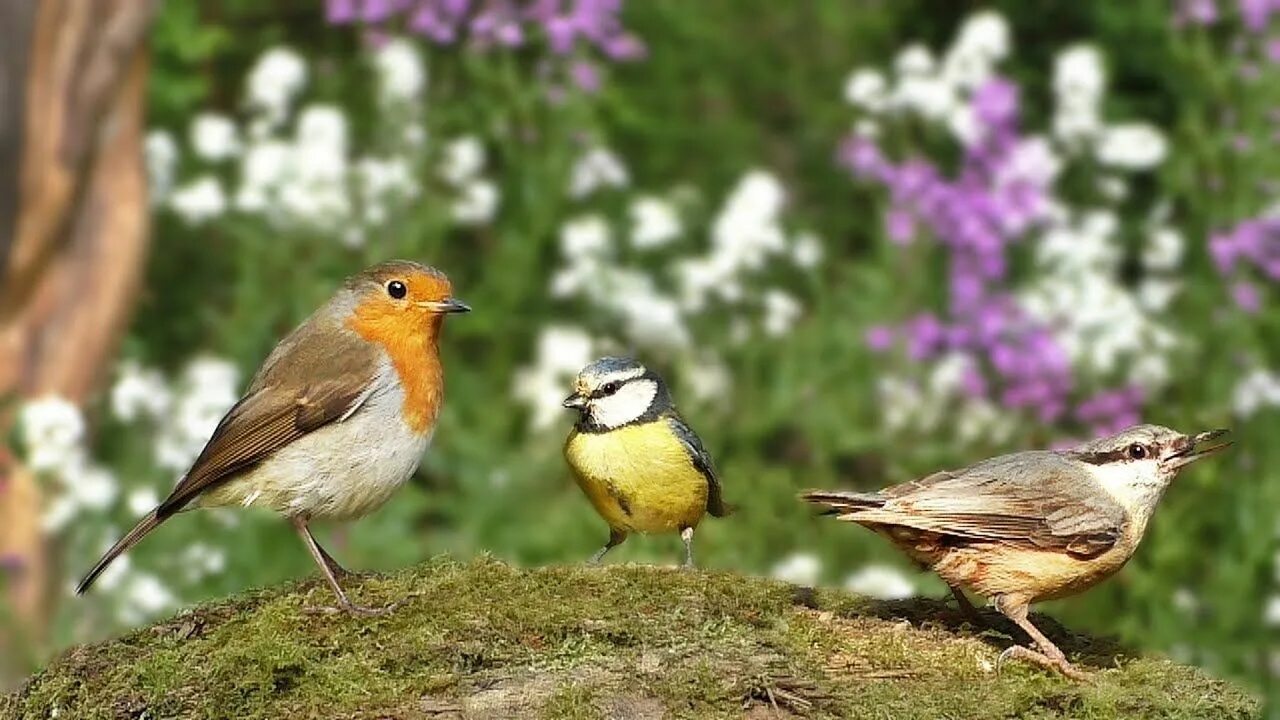 Птицы садов фото Bird Sounds for Cats : Beautiful Birds in The Flower Garden