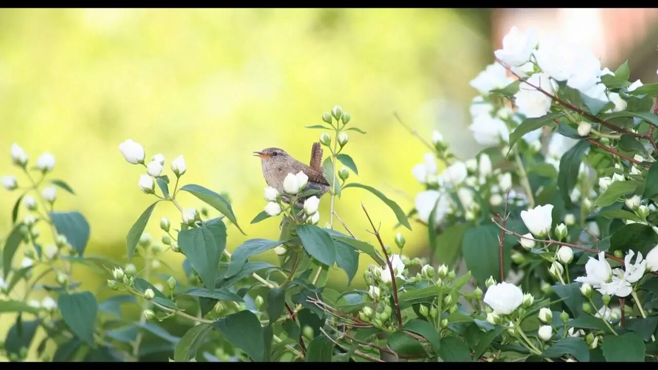 Птицы садов фото Nature Sounds Birdsong in Woodland - YouTube