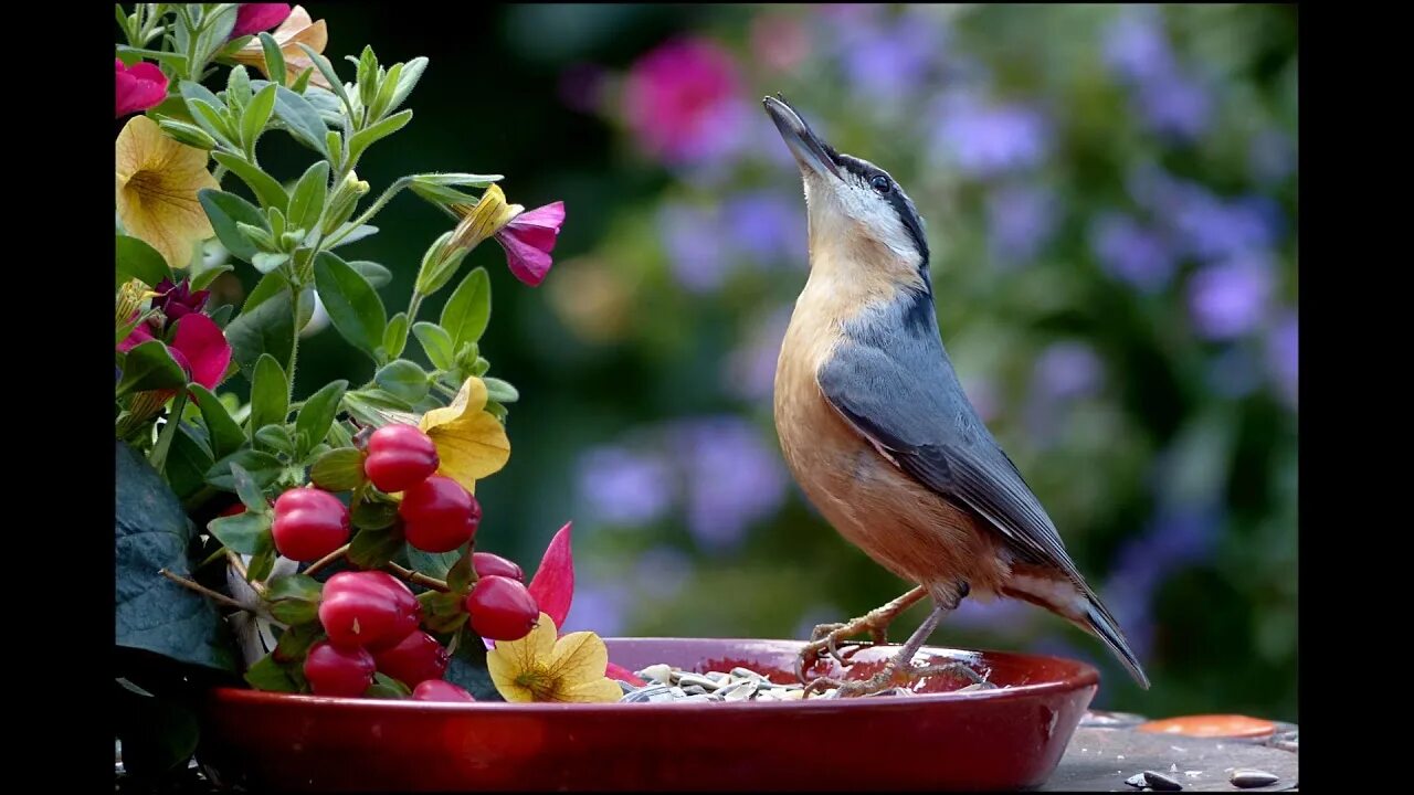 Птицы садов фото Garden birds, birdsong, Relaxing Nature Sounds - YouTube