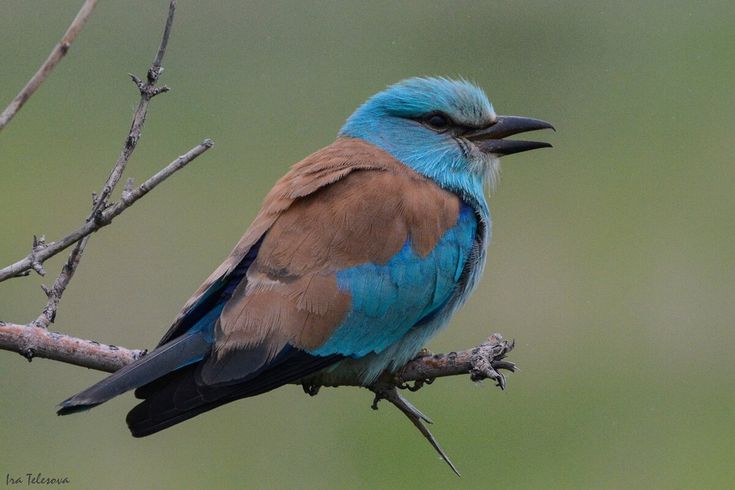 Птицы самарской луки фото Самарская лука птицы (76 фото) Animals, Bird