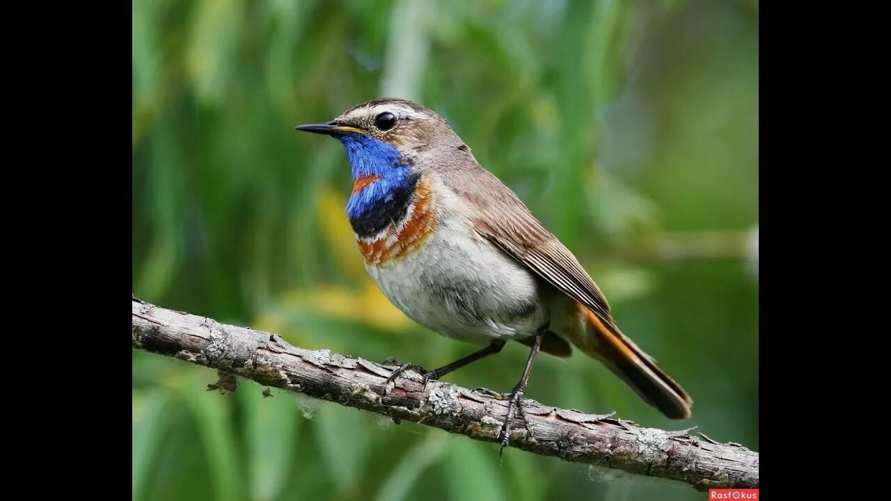 Птицы самарской области фото Варакушка/Bluethroat - YouTube