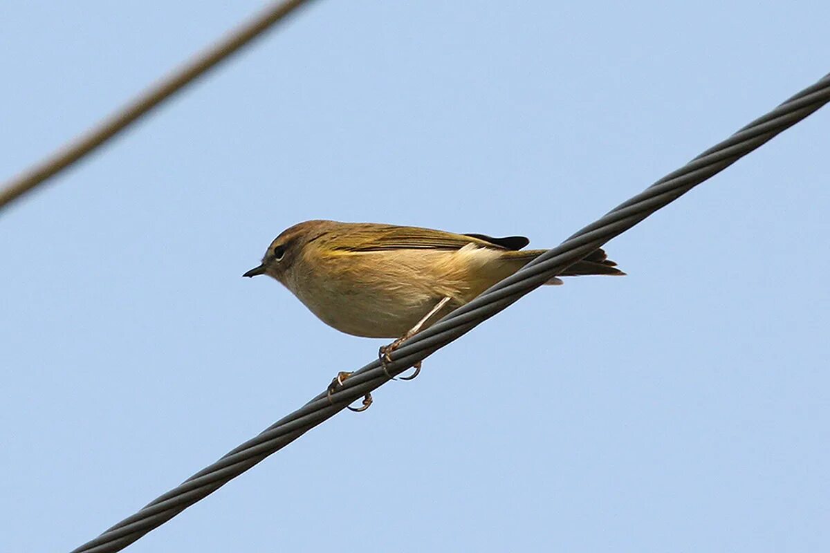 Птицы самарской области фото Common Chiffchaff (Phylloscopus collybita). Birds of Siberia.