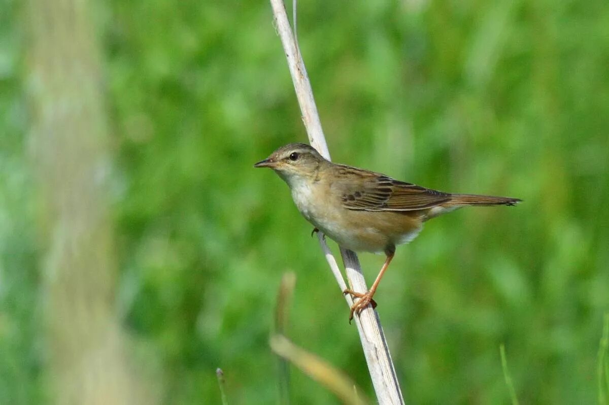 Птицы самарской области фото и названия мелкие Pallas's Grasshopper Warbler (Locustella certhiola). Birds of Siberia.