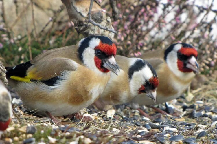 Птицы самки фото Chardonneret Élégant Jilguero, Aves, Pajaros