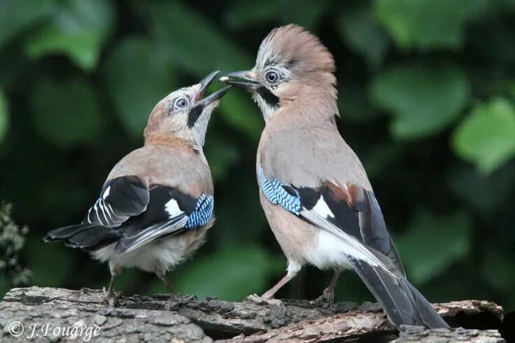 Птицы самки фото Eurasian Jay (Garrulus glandarius) Beautiful birds, Cute animals, Pet portraits