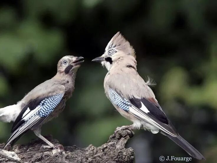 Птицы самки фото Eurasian Jay - Garrulus glandarius Aves passeriformes, Tatoo