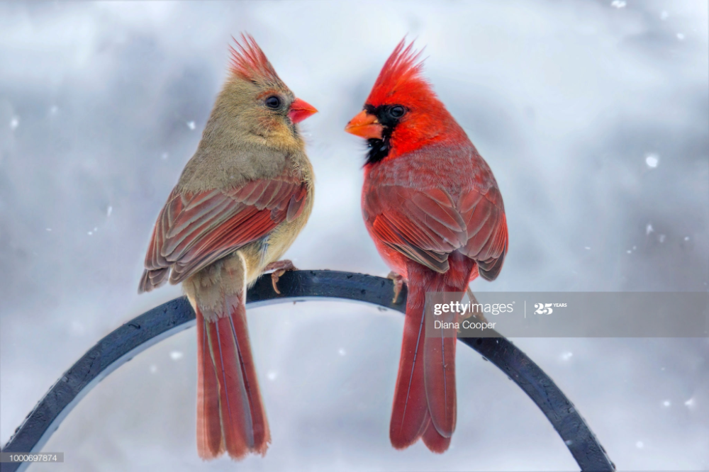 Птицы самки фото Snowy Chat in 2022 Winter bird, Birds, Bird