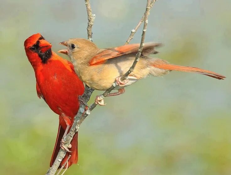 Птицы самки фото Pin by Michelle Moore on Cardinals & Jays ♡ Birds, Beautiful birds, Backyard bir