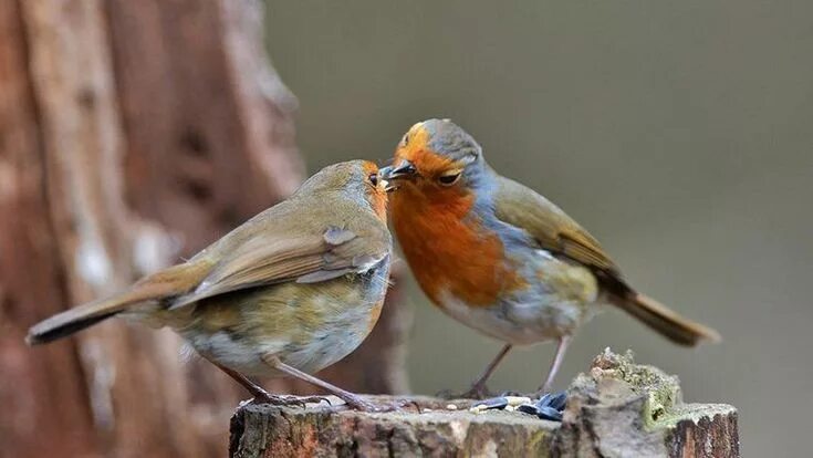 Птицы самки фото Pin on ПТИЦЫ. Robin bird, Beautiful birds, Bird