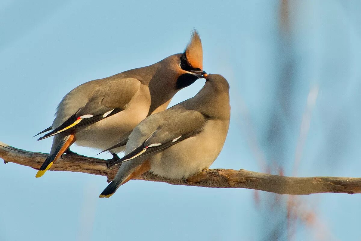 Птицы самки фото Bohemian Waxwing (Bombycilla garrulus). Birds of Siberia.