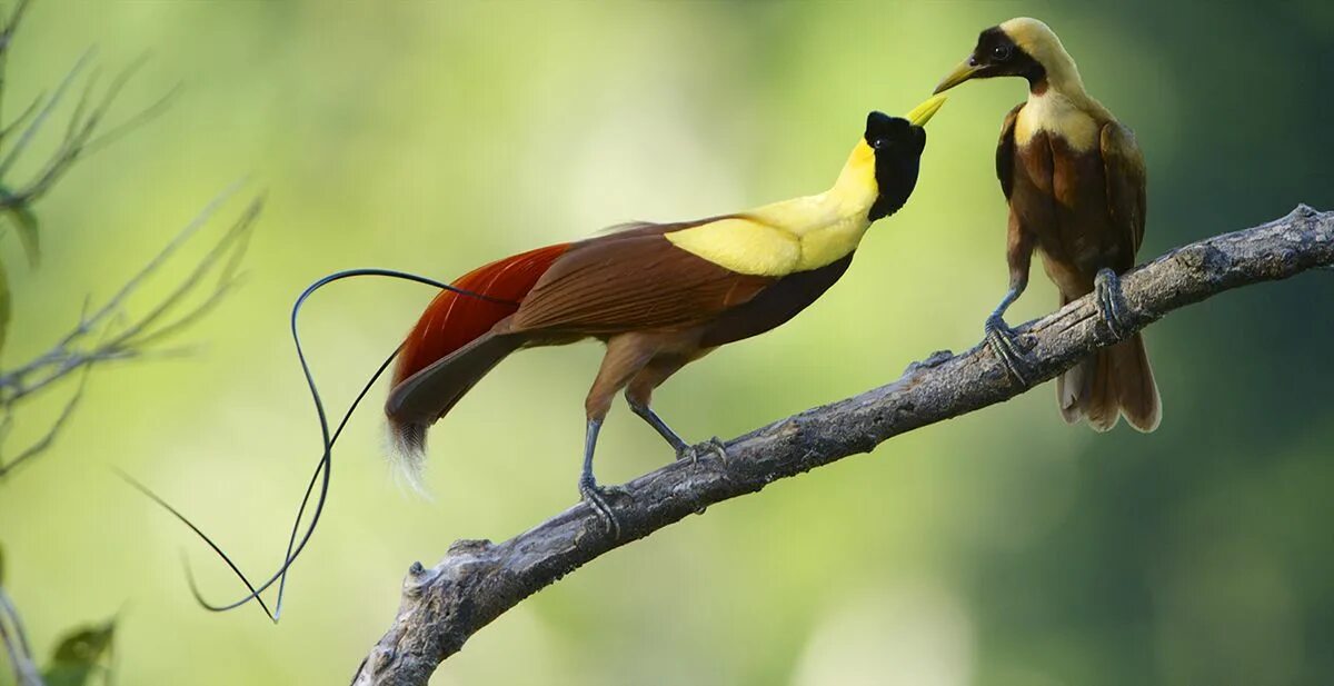 Птицы самки фото Tim Laman Photographer. Red Bird of Paradise male and female. Papua New Guinea. 