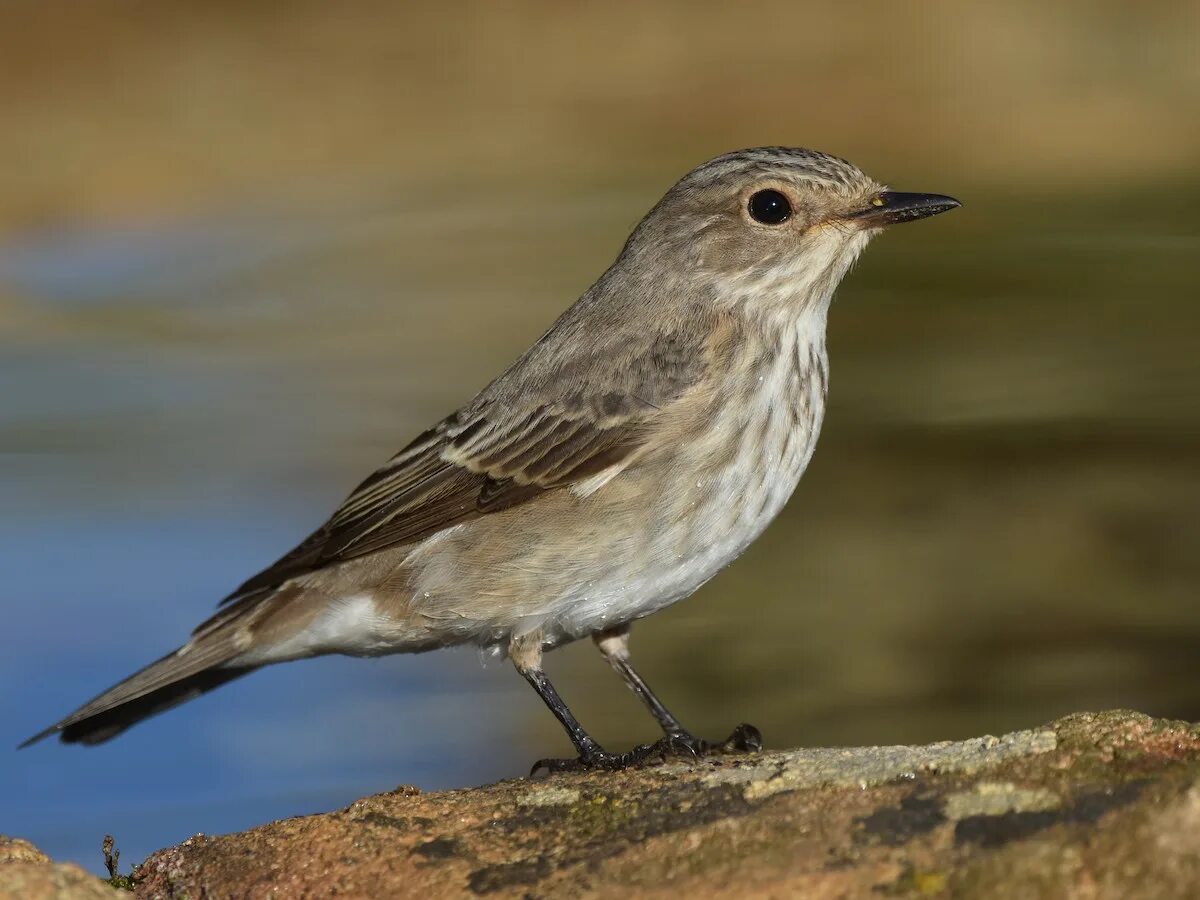 Птицы санкт петербурга фото с названиями Spotted Flycatcher - Muscicapa striata