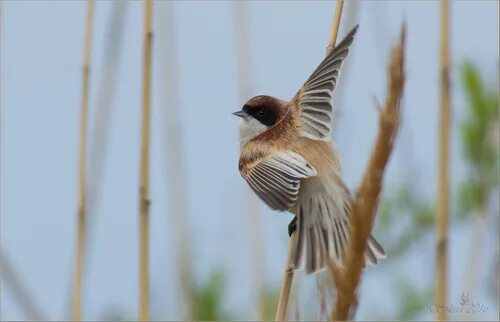 Птицы саратова фото Subespecie Remiz pendulinus caspius - NaturaLista Colombia