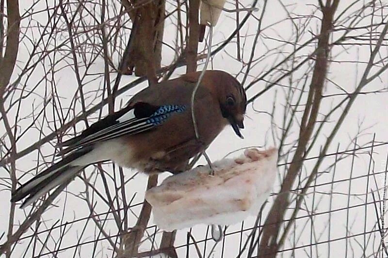 Птицы саратова фото Большая фотоохота на птиц Малоархангельского района