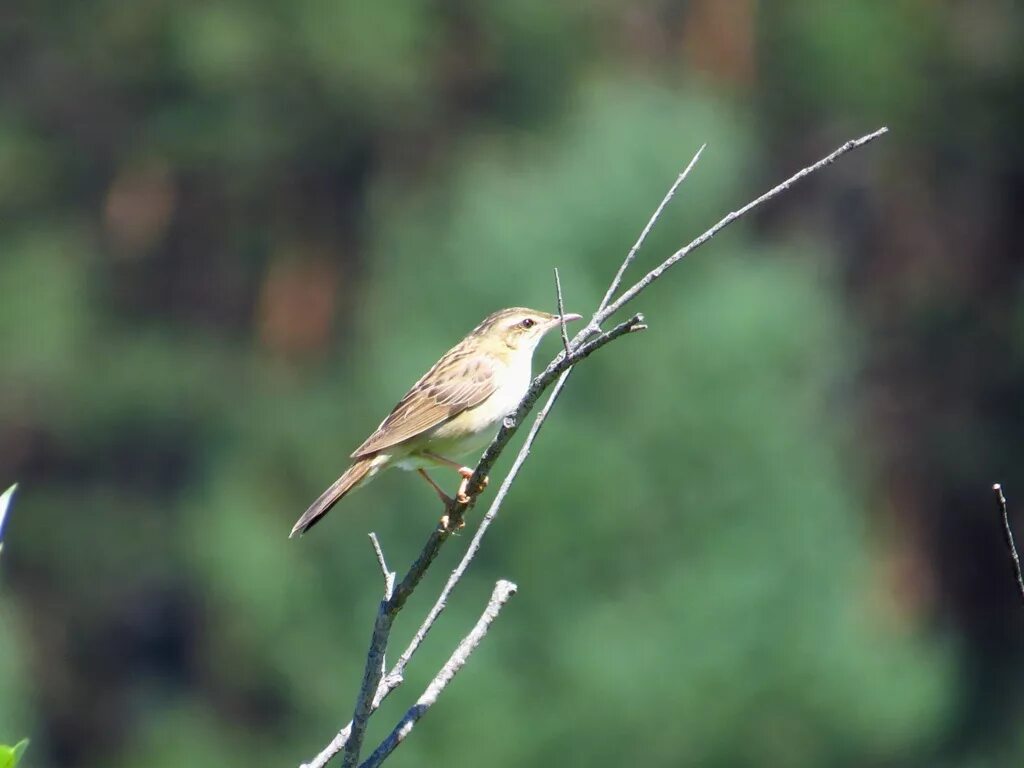 Птицы саратовской области фото Pallas's Grasshopper Warbler (Locustella certhiola). Birds of Siberia.