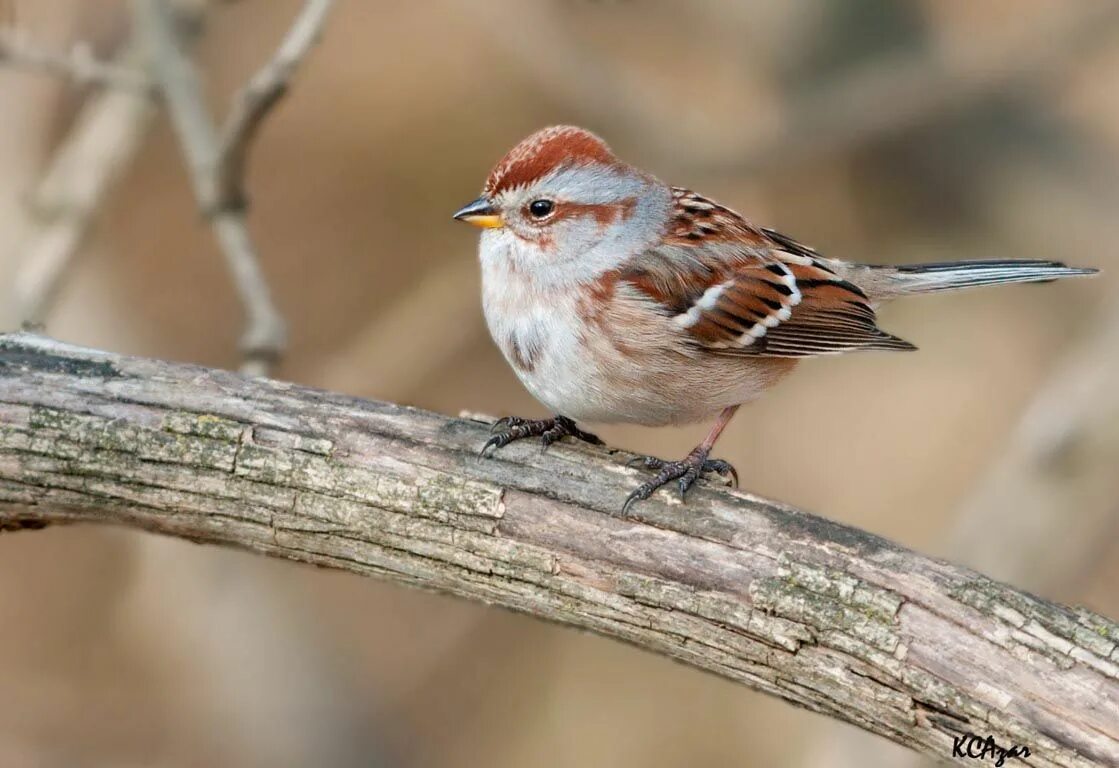 Птицы семейства воробьиных фото American_Tree Sparrow (Spizelloides arborea) by Kelly Colgan Azar. Bird, Brown b