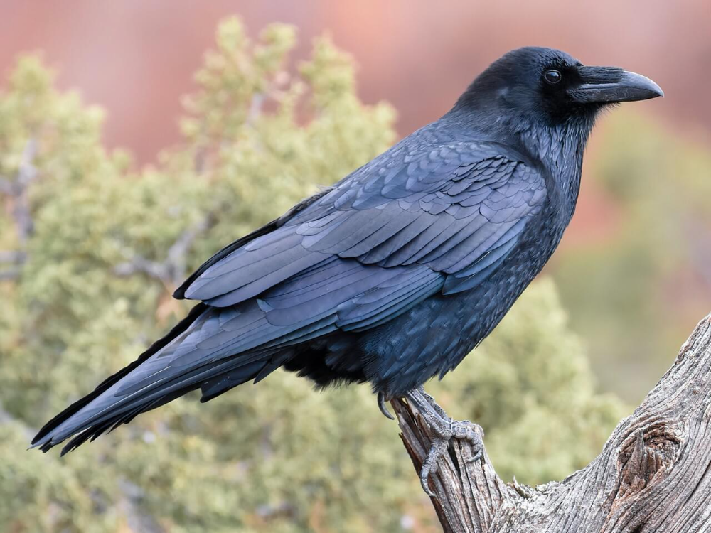 Птицы семейства врановых фото Common Raven Photos and Videos for, All About Birds, Cornell Lab of Ornithology 