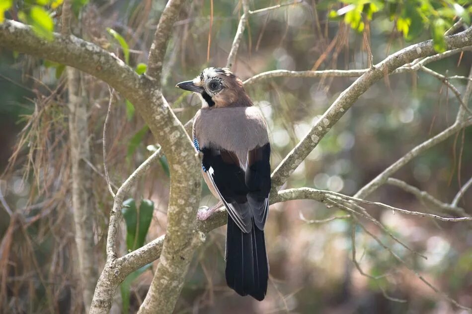 Птицы семейства врановых фото Jay Bird Nature free image download