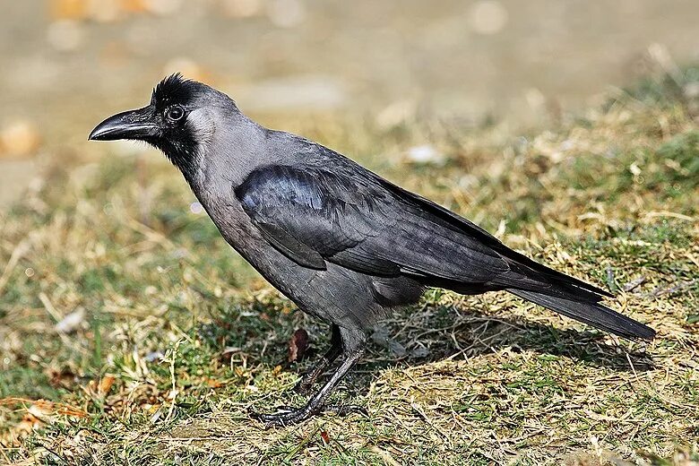 Птицы семейства врановых фото Wikipedia:Featured picture candidates/House Crow - Wikipedia