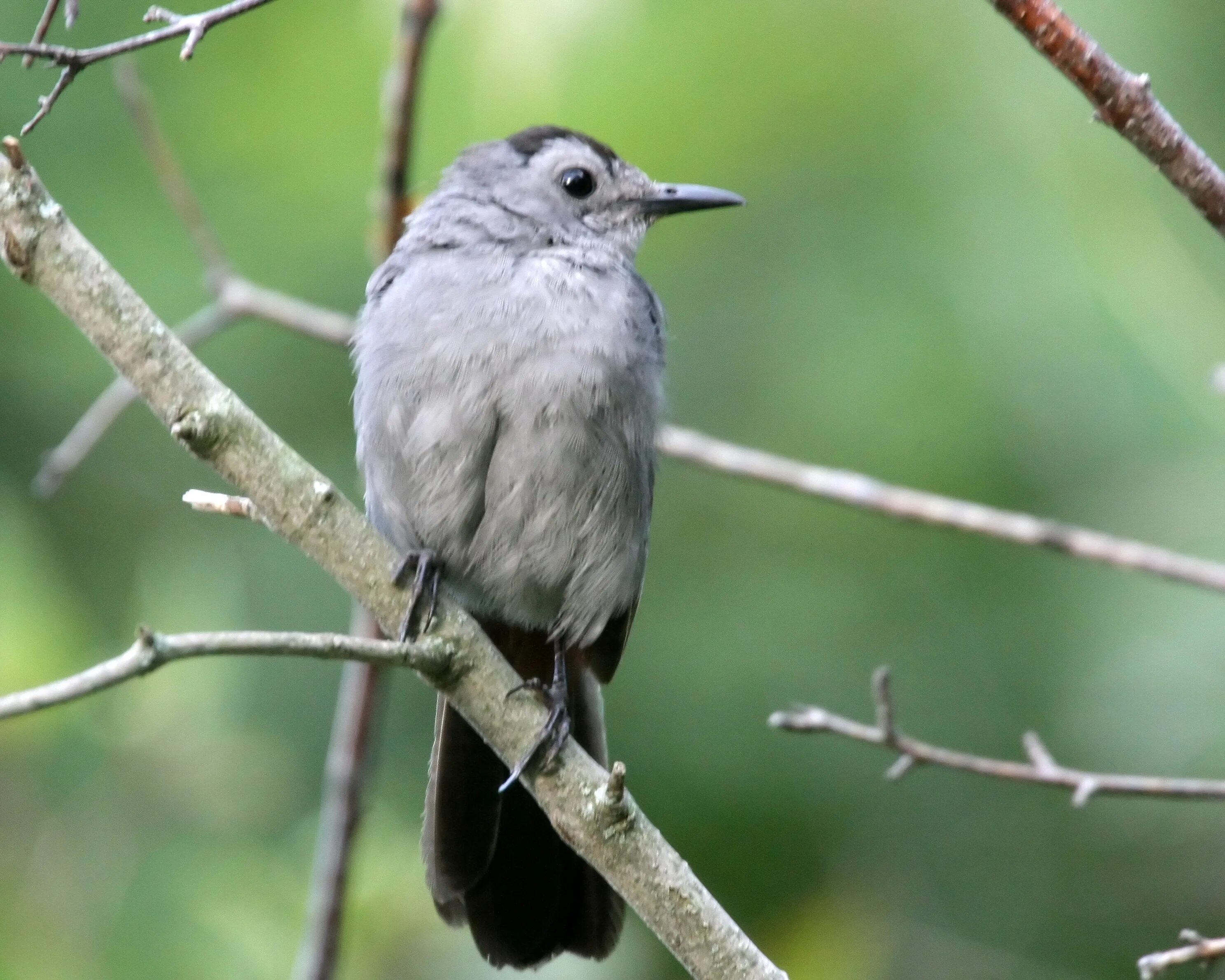 Птицы серого цвета фото File:Dumetella carolinensis -Wisconsin-8c.jpg - Wikimedia Commons