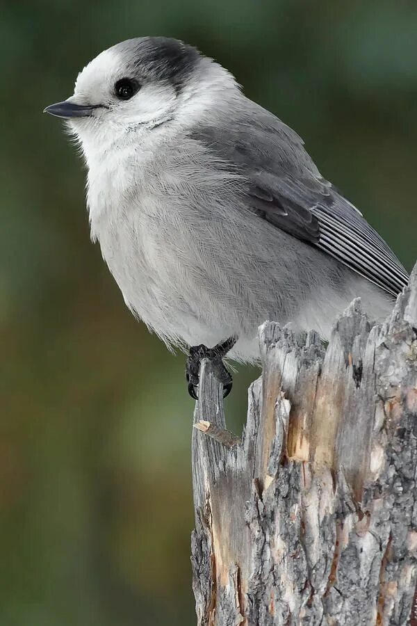 Птицы серого цвета фото little bird. Pretty birds, Pet birds, Beautiful birds