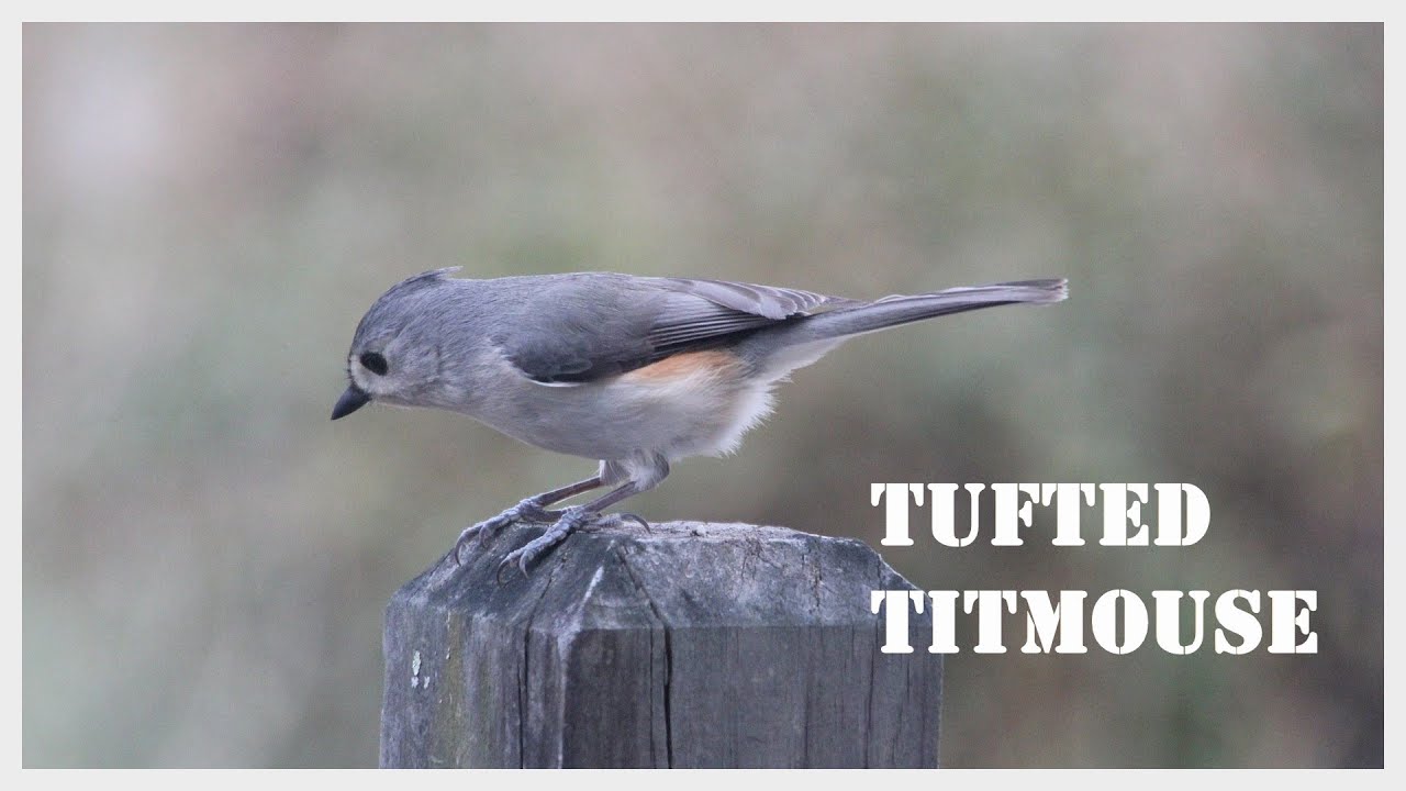 Птицы серого цвета фото The remarkable variation of tufted titmouse call. - YouTube