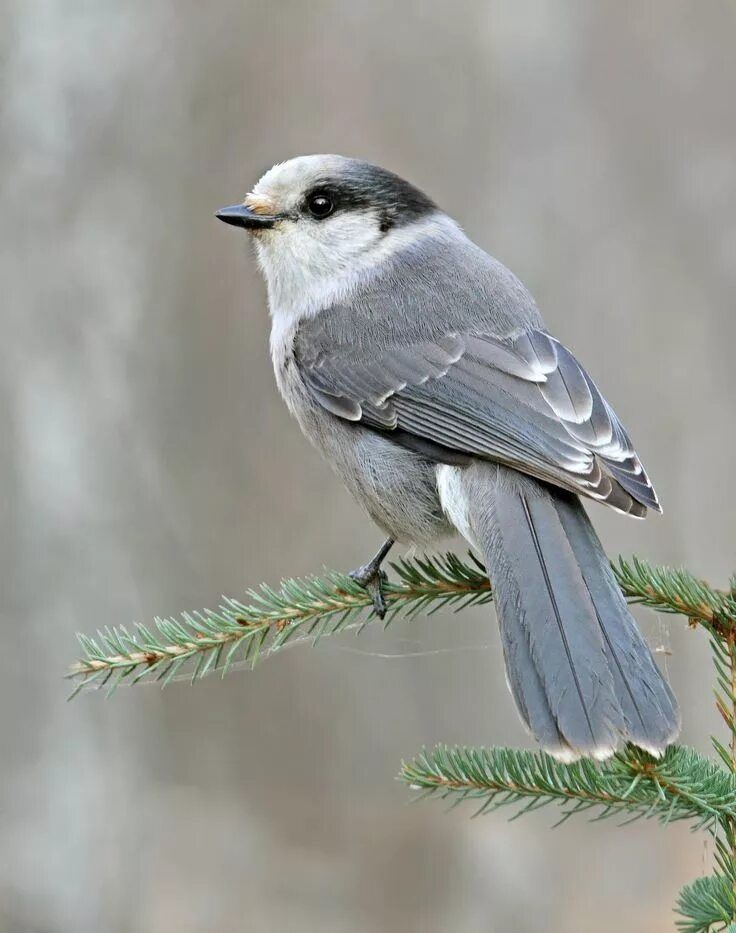 Птицы серого цвета фото Pin by Woodpecker Creations, Michael on Gray Jays Gray jay, Cute birds, Pet bird