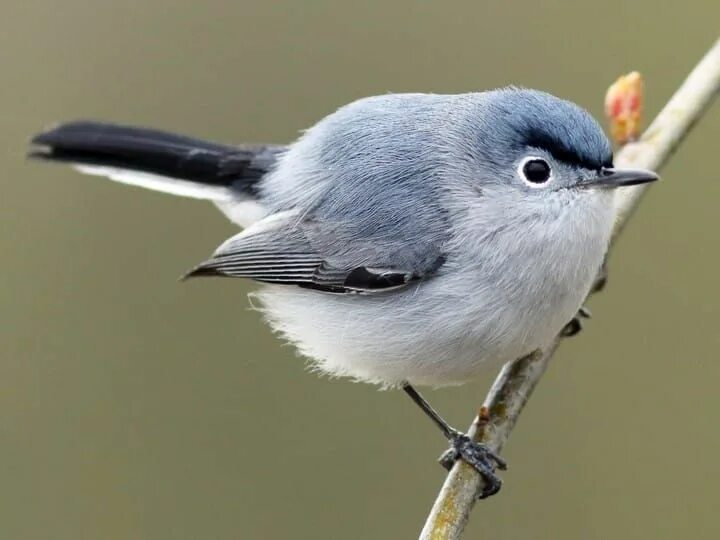 Птицы серого цвета фото Blue-gray Gnatcatcher Breeding male Blue gray gnatcatcher, Bird, Ontario birds