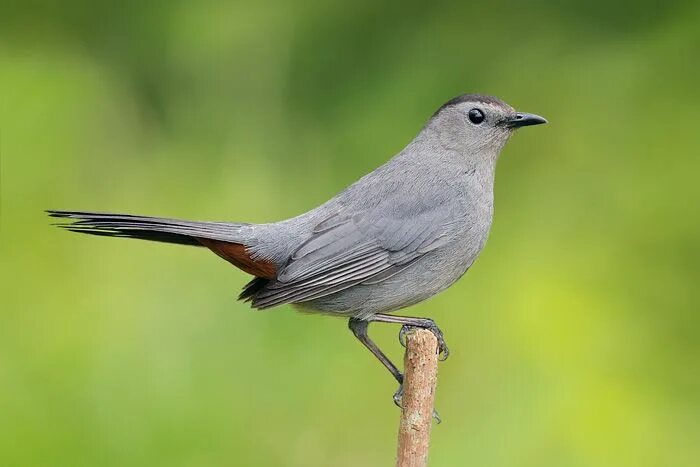 Птицы серого цвета фото Gray Catbird 3 Catbird, Coastal birds, Common birds